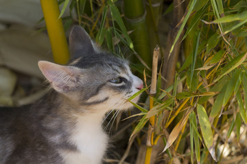 gatto e bamb&ugrave;
