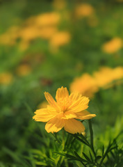 Obraz premium Cosmos flowers.