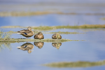 Stockenten am Seeufer mit Spiegelung im Wasser im herbstlichen Kanada