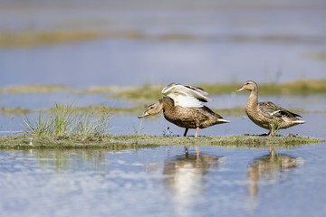 Stockenten vor dem Flug mit Spiegelung im Wasser im herbstlichen Kanada