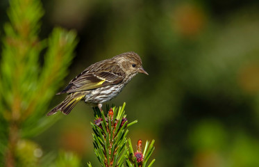 Pine Siskin