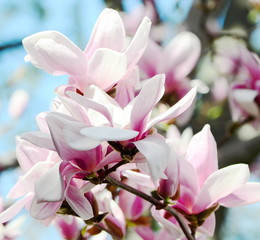 magnolia tree blossom © Virynja