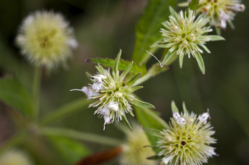 Beautiful and extravagant micro white flower
