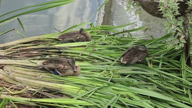 Ducks sleeping on green leaves in a pond