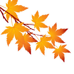 Autumn leaf maple branch. Vector illustration