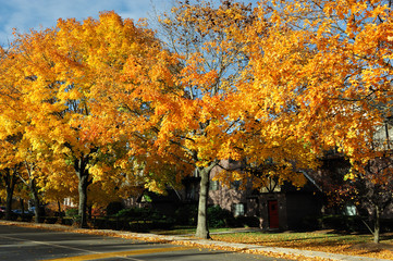 residential district in autumn color