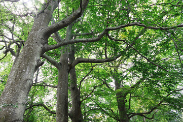 Fototapeta premium low angle view of green tree