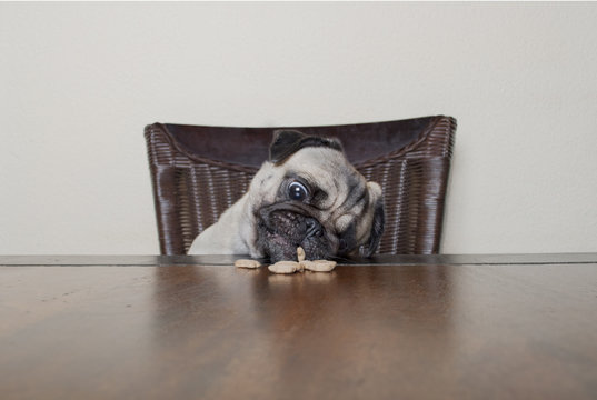 schattige mopshond zit aan houten tafel en eet hondenkoekje