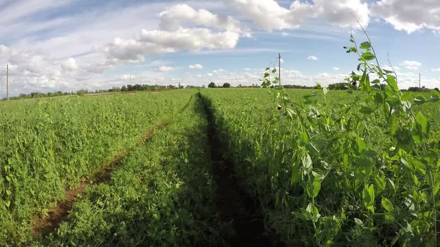 Tracks through green pea field on sunny cloudy summer day, time lapse 4K