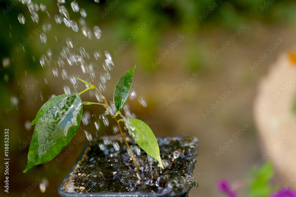 Wall mural Watering plant in garden