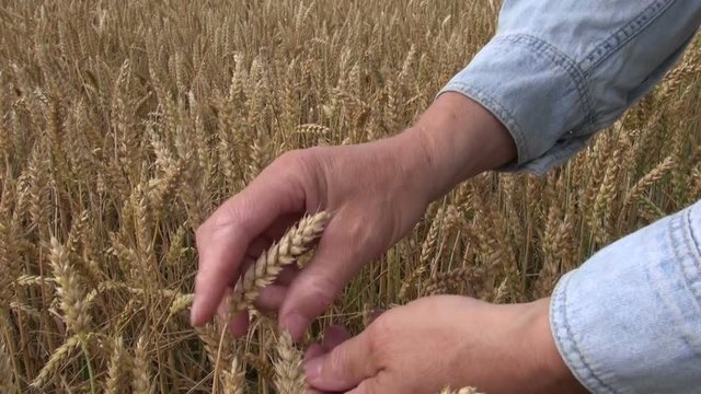 Farmer checking if wheat ears are ripe in the field by rubbing them between hands