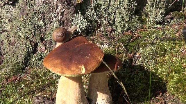 Burgundy snail crawling on Boletus edulis on sunny day

