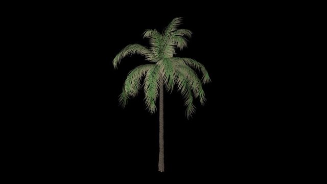 Single Palm Animated