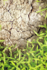 Soft focus of green grass on the cracked dry mud.