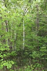 природа Приморья