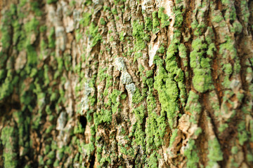 Tree bark texture and Lichen, Hypogymnia physodes growing on a tree.