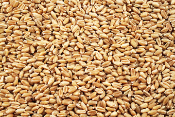 Wheat Berries Close Up