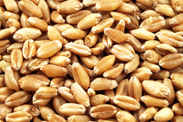 Wheat Berries Super Macro