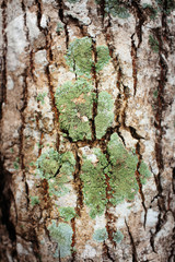 Tree bark texture and Lichen, Hypogymnia physodes growing on a tree.