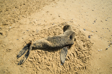 Dead seal