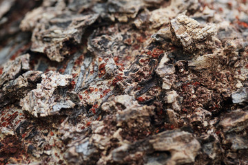Tree bark texture.Old grunge wood texture use for background.
