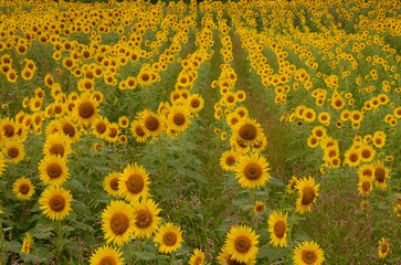 Obraz premium 畑に広がるヒマワリの群生 畑に無数に咲き誇るヒマワリが鮮やかだ。