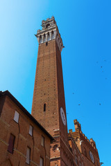 Obraz premium Torre del Magnia in Siena, Italy
