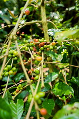 Coffee beans on tree in farm