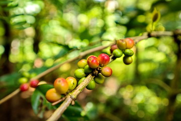 Coffee beans on tree in farm