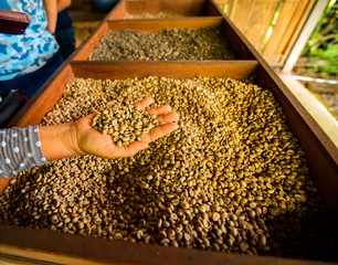 Arabica coffee green beans in hand.