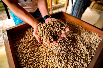 dry coffee beans in farmer hand at plantation