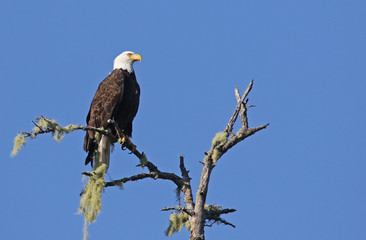A Bald Eagle (Haliaeetus leucocephalus) perched a tree, shot in Tofino, British Columbia, Canada..