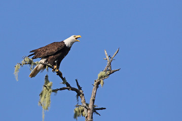 A Bald Eagle (Haliaeetus leucocephalus) screeching from a tree, shot in Tofino, British Columbia, Canada..