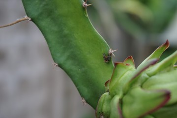 green dargon fruit