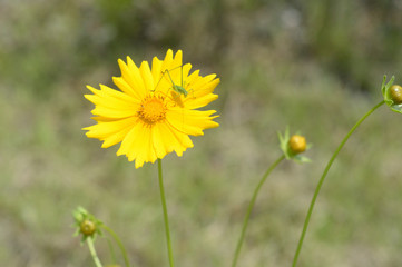 Green grasshopper on a yellow flower
