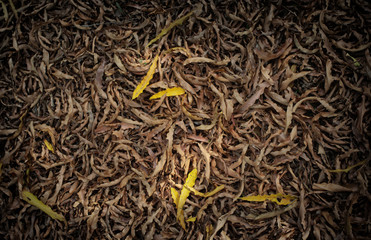 Selective focus of dry leaves on the ground,a beautiful autumn forest .