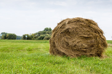 Round bale of straw on green grass