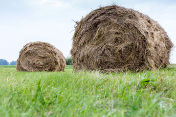 Pair of round hay bale on green grass