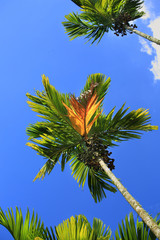 Betel palm tree against blue sky,with bunch of green and ripe betel nut.