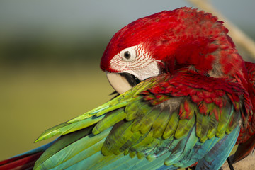 parrot macaw