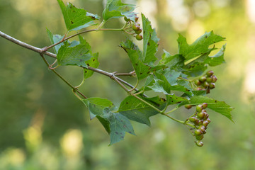 Guelder-rose, Viburnum opulus twig with berries and leafs
