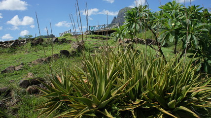 On the way to the top of the "pousse".