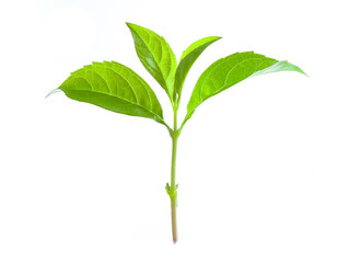 basil leaves isolated on white background