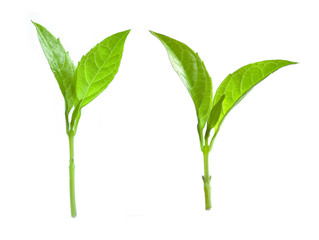 Fototapeta na wymiar basil leaves isolated on white background