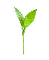 basil leaves isolated on white background