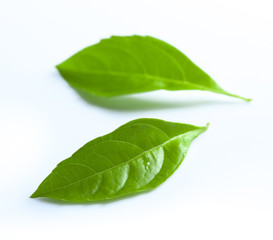 Fototapeta na wymiar basil leaves isolated on white background