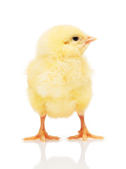 Small yellow chicken isolated on white
