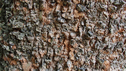 Texture Trunk Tree