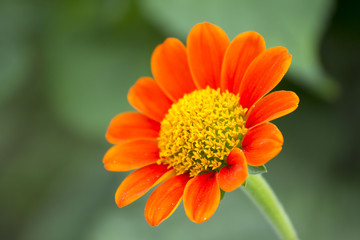 Mexican sunflower