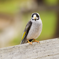 The noisy miner bird by itself during the day